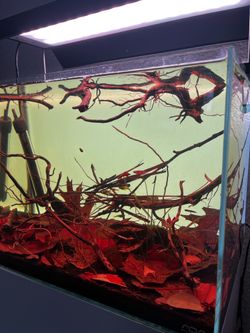 Aquarium backlight