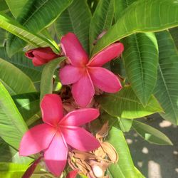 Plumeria Flower