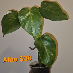Monstera Albo