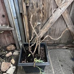 noche buena and a random plant free