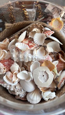 Beautiful Glass with About 5 pounds of Sea Shells