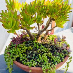 BEAUTIFUL Gollum Jade, String of Pearls & Flower Dust Succulents in Terracotta Clay Bowl Planter