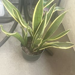 Variegated Sansevieria (snake plant) Trifasciata Laurentii