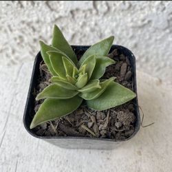 2 Inch Pot Succulent Plant - Crassula Red Pagoda - Crassula Capitella - Campfire Plant - Rooted & Established - Drought Resistant 🪴 Perfect Baby & We