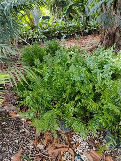 Garden plants from $15