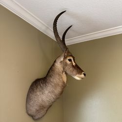 Taxidermy