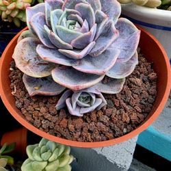 Succulents Plants Echeveria Variegated Blue Korean Imported With Baby