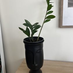 Indoor Plant With Ceramic Pot