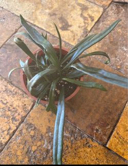 Blue Oil Fern in 3” Pot