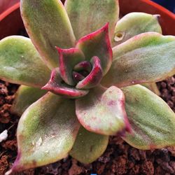 Succulents Plants Rare Variegated Reid Echeveria Korean Imported 