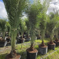 silvester Palms 