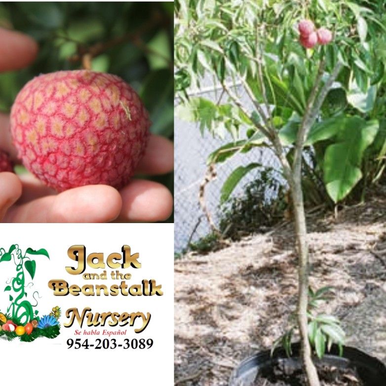 Emperor Lychee Airlayered Dwarf Trees 3gal Arboles De Lychee Enano Emperador