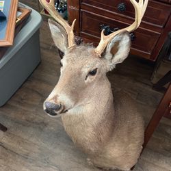 Deer Mount