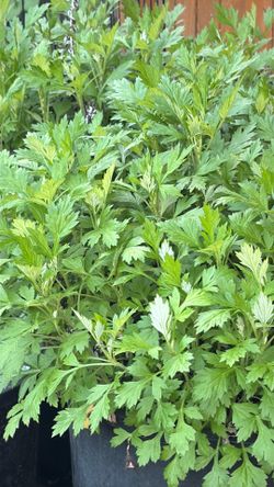 🌿 Mugwort – Healthy & Ready to Plant 🌿 pickup Tacoma