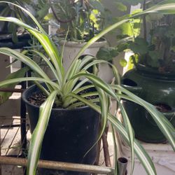 Spider Plants