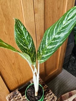 Aglaonema Golden Madonna (Green pot-B)