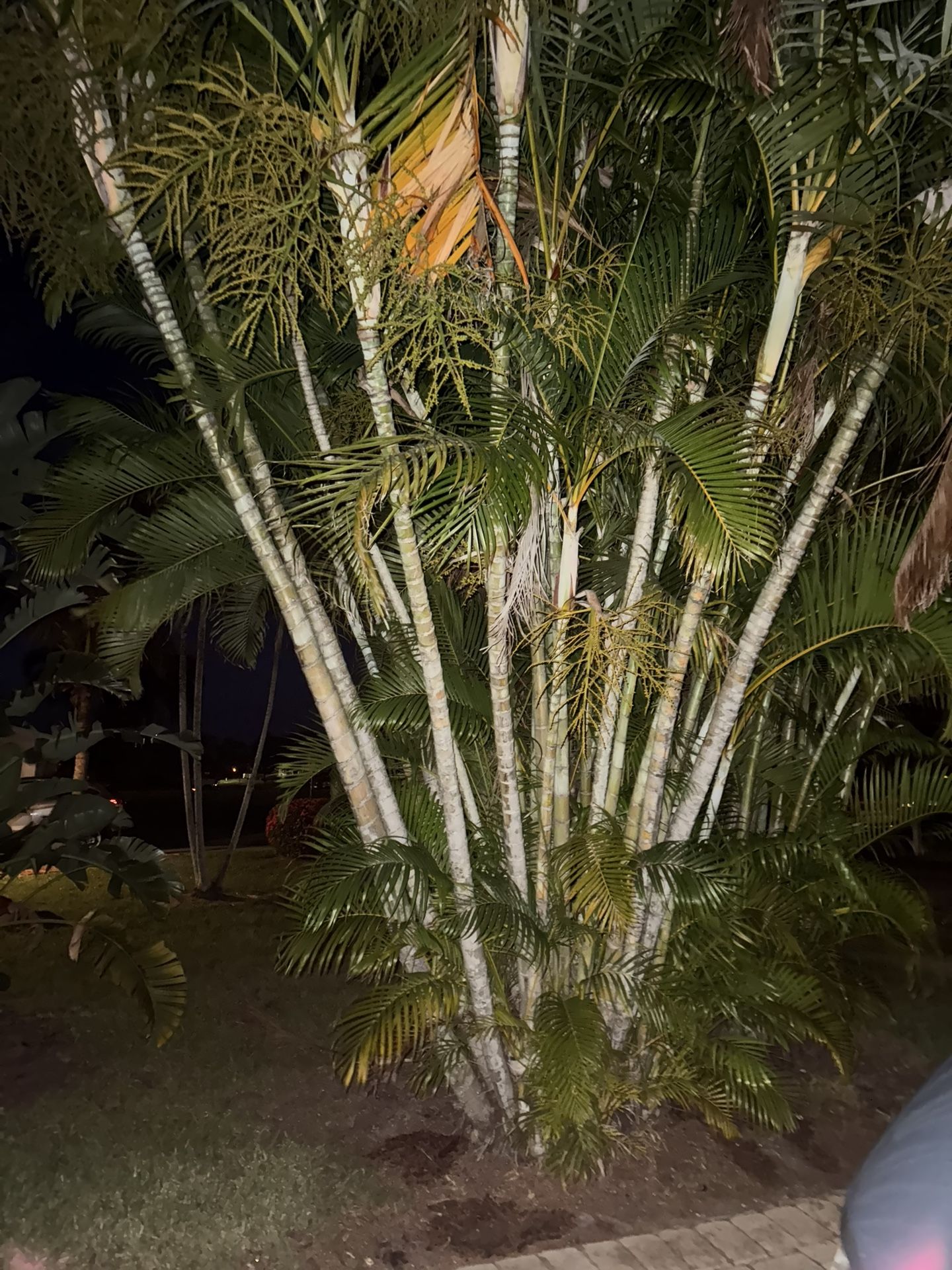 Palm tree