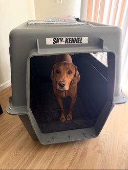 Air travel dog kennel