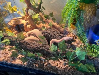 40 gallon tank snake