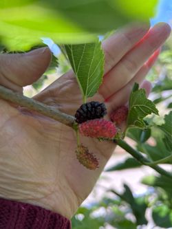 PERSIAN Mulberry Fruit Tree - Already Flowering
