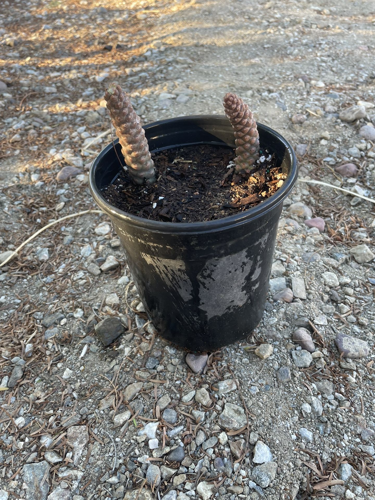 A Cactus I Have But I Don’t Know The Name