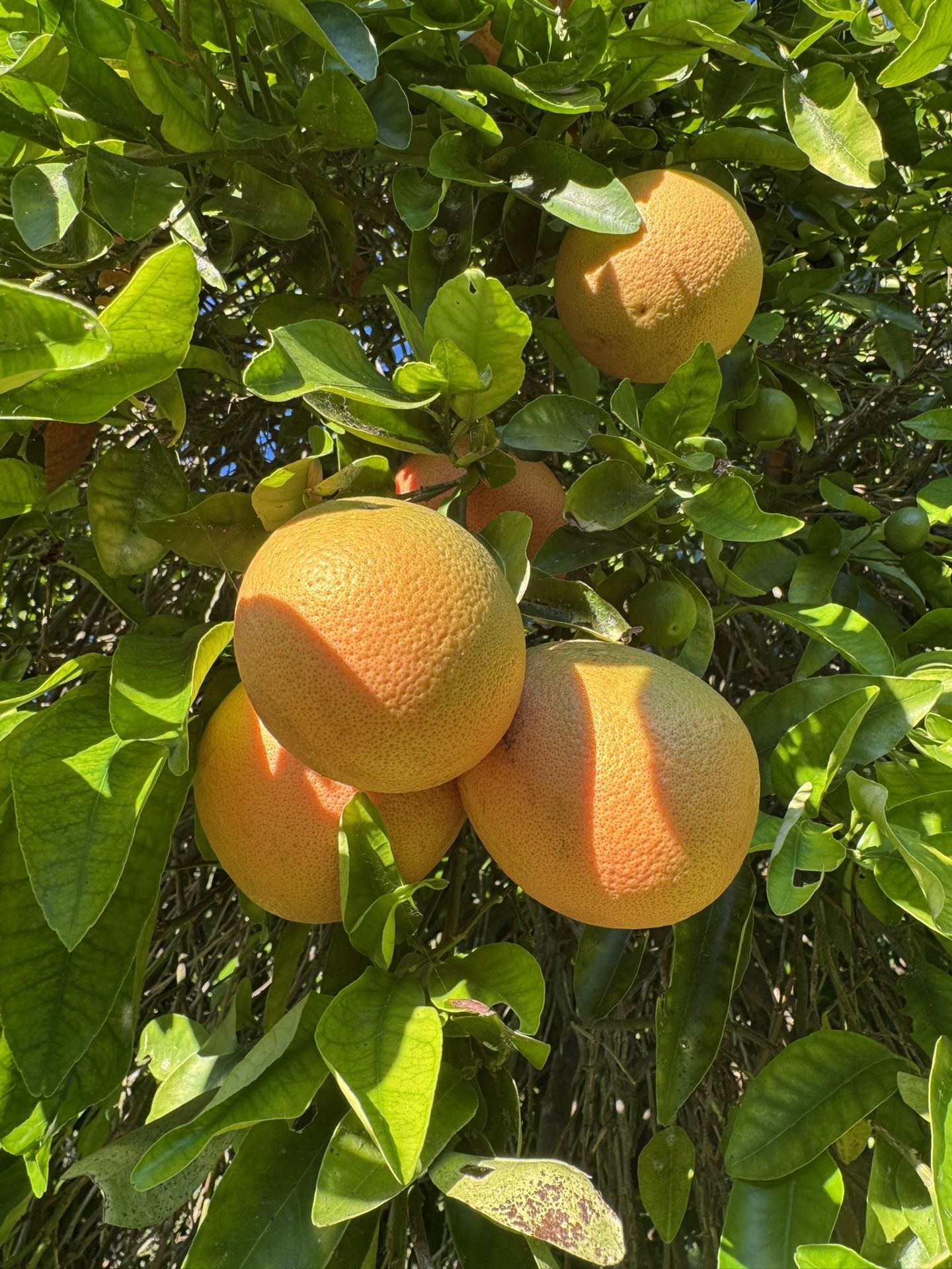 Red Grapefruit