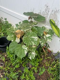 Variegated Mahoe Tree