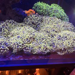 Fake Gold Branching Hammer Colonies 20 Per Head