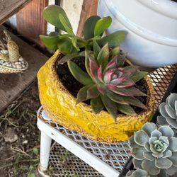 Potted Succulent 