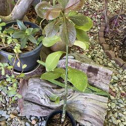 Ruba Plant