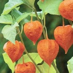 Chinese Lantern Physalis/Bladder Cherry Ornamental Perennial Plant. Several Plants In One Pot.