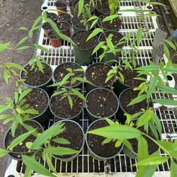 Organic Georgia Peach Trees (yellow & white Varieties)