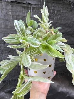 Giant White Small-leaf Spiderwort & Calico kitten plants