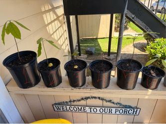 Avocado Plant