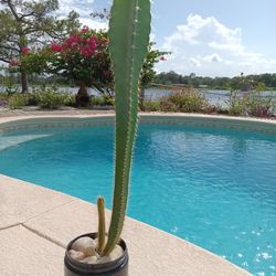 14" Seed Grown Peruvian Apple Cactus Rooted In Pot- White Flowers Red Edible Fruit 