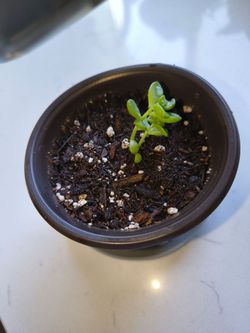 Starter Graptopetalum Bronze Succulent – Rooted Cutting in Fresh Soil
