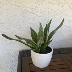 Snake plant in ceramic pot