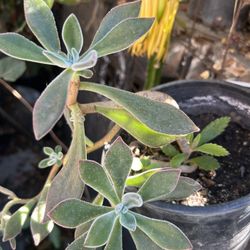 Suculenta
