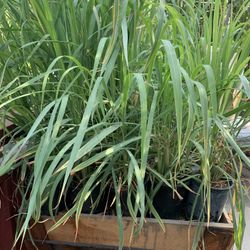Lemongrass , Mesquito Repelled Plant 