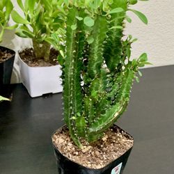 ♥️Euphoria Green Lucky PLANT IN 5”Pot🙏PLS READ DESCRIPTION