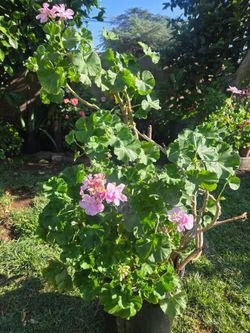 Malva/ jeranio Plant