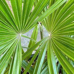 Live, mature, blooming Lady palm (Rhapis spp.) indoor/outdoor plant in a sturdy decorative pot