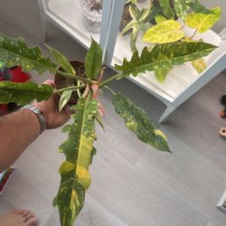 Philodendron Ring Of Fire Big 4” Pot