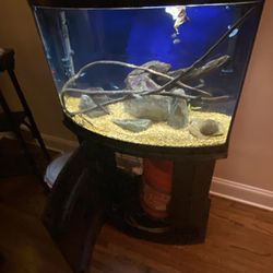 Bowfront Fish tank 