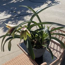 Amaryllis Plant 