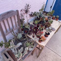 ‼️🌵🪻Moving-out PLANTS SALE‼️🌱🪴
