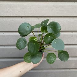 4” pilea money plant