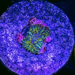 Skittles Bounce Mushroom 