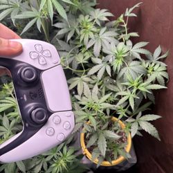 PlayStation/. 3 Week Old Plant