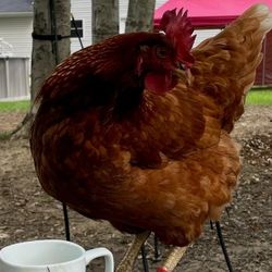 Fresh Eggs